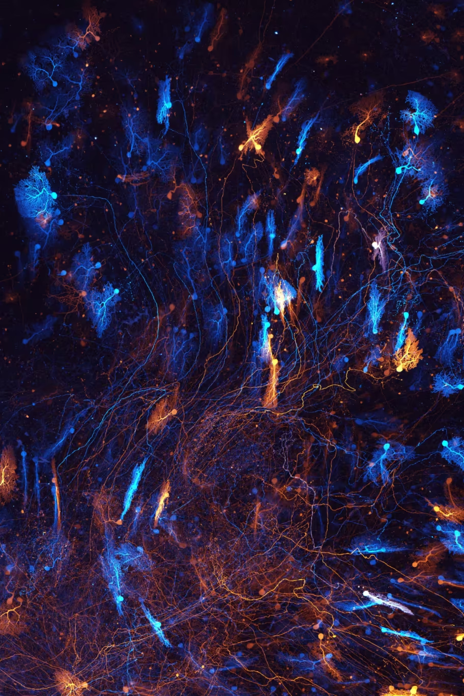 Cover image for Computational Neuroscience